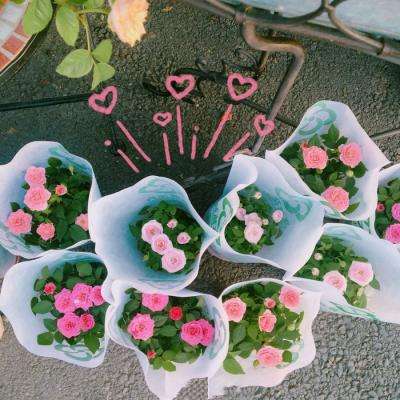 半岛官方登录地址